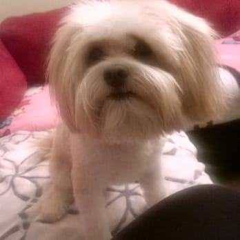Pooch Pawlor Spa - Kippin after his star-treatment at Pooch Pawlor today. Teddy bear face. :) - Pet Groomers Near Me - Glendale, California Pooch Pawlor Spa - Kippin after his star-treatment at Pooch Pawlor today. Teddy bear face. :) - Pet Groomers Near Me - Glendale, California