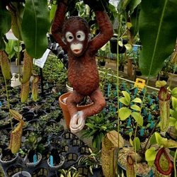 E.F.G. Orchids - Carnivorous pitcher plants, Hoyas, and Ant Plants.