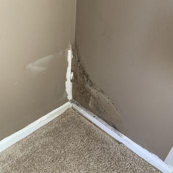 Accu-Spection - Mold - Home Inspectors Near Me