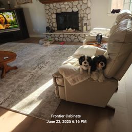 6 month old and 6 year old both from Hurricane Cavaliers - Two puppies are sitting on a recliner in a living room with a stone fireplace, a large area rug, and a TV displaying a scene with two people. The room has natural light coming through a window, and various pet toys are scattered on the floor. A side table holds a tumbler and remote controls.