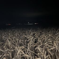 Schuyler Farms - Corn maze
