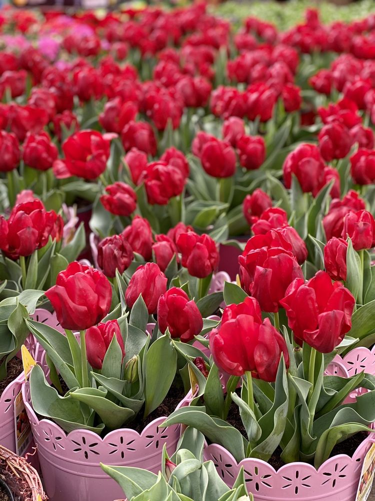 LOWE’S HOME IMPROVEMENT Updated September 2024 291 Photos & 585