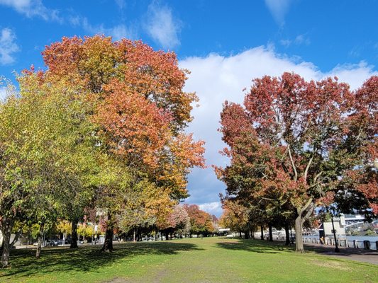 Tom McCall Waterfront Park by null