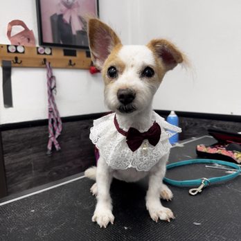 Pawlished Paws Boutique & Spa - Blooper - "after" - Pet Stores Near Me - Riverside, California