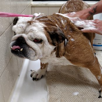 Premier Boarding Kennel - We can do baths, nail trims, and grooming - Pet Groomers Near Me - Marengo, Ohio Premier Boarding Kennel - We can do baths, nail trims, and grooming - Pet Groomers Near Me - Marengo, Ohio