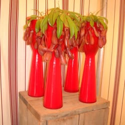 blumen kaiser