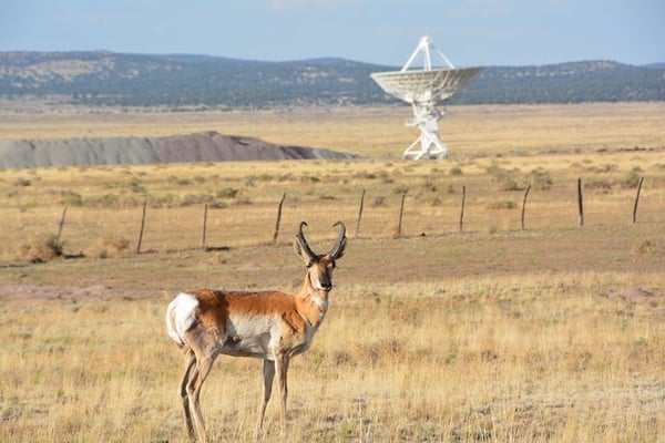 NRAO Very Large Array by null