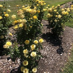 Lakeside Park - Rose garden