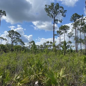 Captain Steve's Swamp Buggy Adventures - Tours Near Me