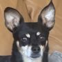 Photo of Wags & Whiskers Animal Rescue
