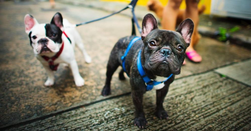 DOG GONE HOLISTIC Updated October 2024 26 Photos & 19 Reviews