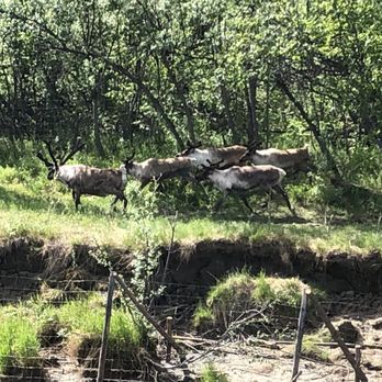 Denali National Park - Reindeer - Hiking Near Me - Mckinley Park, Alaska