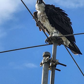 El Capitan State Beach - An osprey watching - Parks Near Me - Goleta, California