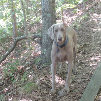 Bourndale Hills Trail - Indigenous wildlife - Hiking Near Me - Buzzards Bay, Massachusetts