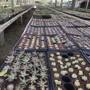 Isaac Farms - Nurseries & Gardening Near Me - Miami, Florida Isaac Farms - Nurseries & Gardening Near Me - Miami, Florida
