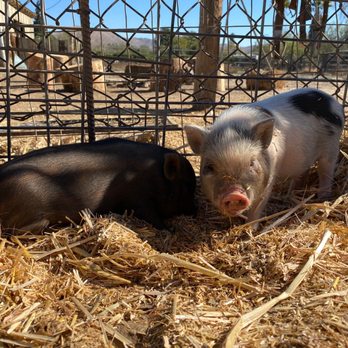 SoCalMiniPigs - Pet Breeders Near Me - Valley Center, California