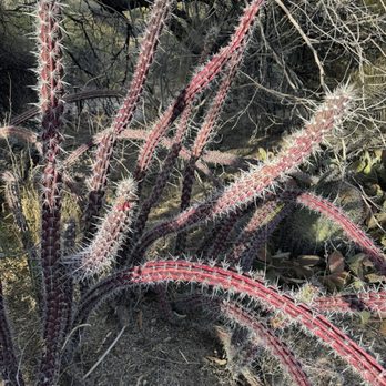 Boyce Thompson Arboretum - Botanical Gardens Near Me - Superior, Arizona