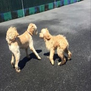 The Dog Zone - Pet Training Near Me - Longview, Washington The Dog Zone - Pet Training Near Me - Longview, Washington