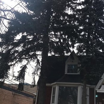 German's Professional Tree Service - Before - Tree Services Near Me German's Professional Tree Service - Before - Tree Services Near Me