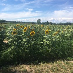 Sunflower Fields Ice Cream Shoppe