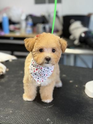 Pet Grooming by a Pro (10 Years’ Exp) - Looking for someone who truly cares about your pet?
With 10 years of experience, I offer top-quality grooming for dogs and cats of all breeds and sizes!

Why choose me?

Gentle, stress-free care for your furry friend
Baths, haircuts, nail trims, and more!
Available by appointment only, call now to schedule
Clean, safe, and loving environment
Package options available.
Give your pet the pampering they deserve!
Contact me today to book your appointment. Your pet will thank you!