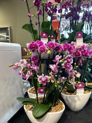 Whole Foods Market by null