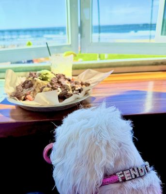 Wonderland Ocean Pub by null