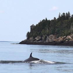 Downeast Charter Boat Tours