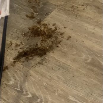 Golden Gate Townhomes - More roaches - Apartments Near Me - Stone Mountain, Georgia Golden Gate Townhomes - More roaches - Apartments Near Me - Stone Mountain, Georgia