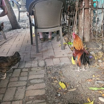 Blue Heaven - CHICKENS!! And Roosters - Breakfast & Brunch Near Me - Key West, Florida Blue Heaven - CHICKENS!! And Roosters - Breakfast & Brunch Near Me - Key West, Florida