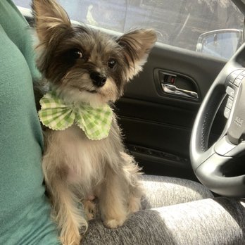 Ann's Pet Grooming - My baby Kobie with a fresh cut and a cute bow - Pet Groomers Near Me - Brea, California Ann's Pet Grooming - My baby Kobie with a fresh cut and a cute bow - Pet Groomers Near Me - Brea, California