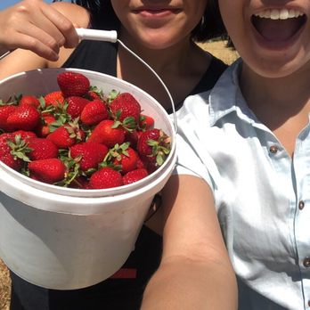 Sun Strawberry - Fruits & Veggies Near Me - Elk Grove, California Sun Strawberry - Fruits & Veggies Near Me - Elk Grove, California
