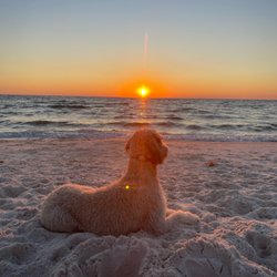 Atlanta Dog Wizard - There's truly nothing better than an off leash reliable dog enjoying the beach