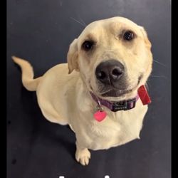 The Dog Club - Video from daycare!