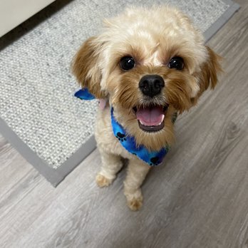 Doggy Haus Mobile Van - Pet Groomers Near Me Doggy Haus Mobile Van - Pet Groomers Near Me