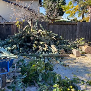 Carlos Tree Service - Cactus ... - Tree Services Near Me Carlos Tree Service - Cactus ... - Tree Services Near Me