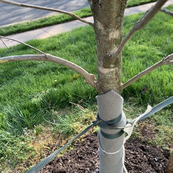 Meadows Farms Nurseries - Manassas - More scrapes on my new dogwood tree from meadows farm nursery. - Nurseries & Gardening Near Me - Manassas, Virginia Meadows Farms Nurseries - Manassas - More scrapes on my new dogwood tree from meadows farm nursery. - Nurseries & Gardening Near Me - Manassas, Virginia
