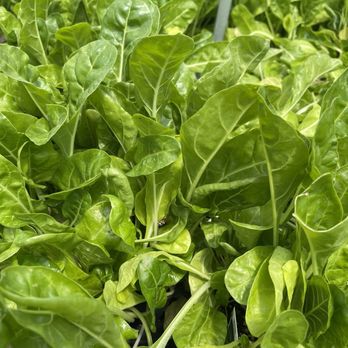 Drew's Garden - Swiss chard - Nurseries & Gardening Near Me - Eastpointe, Michigan