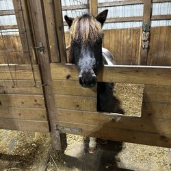 Karin's Horse Connection - Horse