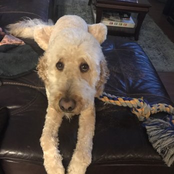 fur pal grooming spa