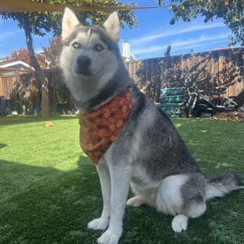 Doggie Grooming Styles - Pet Groomers Near Me - Campbell, California Doggie Grooming Styles - Pet Groomers Near Me - Campbell, California
