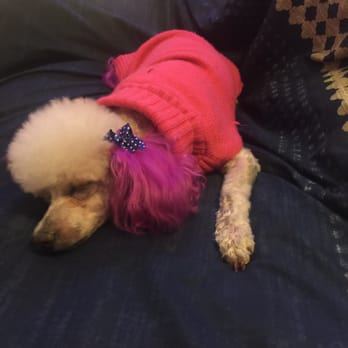 Milly's Dog Grooming - Pet Groomers Near Me - San Diego, California
