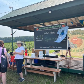 Bennett Orchards - This nice lady gives you a lesson on how to harvest the blueberries. Spartan blueberries are larger than other berries and are very sweet. - Farmers Market Near Me - Frankford, Delaware