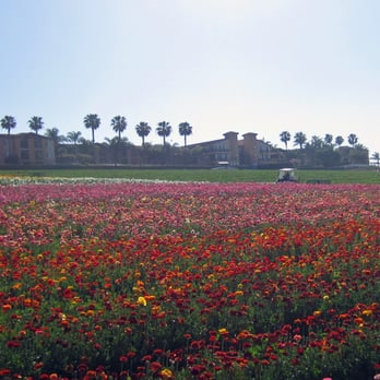 The Flower Fields - Ranunculus flowers cover 50 acres - Venues & Event Spaces Near Me - Carlsbad, California