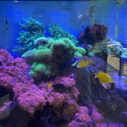 Pho Hoang Long - Large aquarium inside location