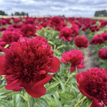 Adelman Peony Gardens - Nurseries & Gardening Near Me - Salem, Oregon