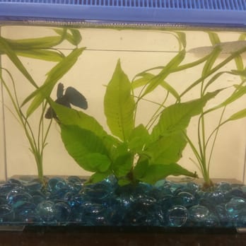 Petco - Kaepernick - Pet Stores Near Me - Victorville, California Petco - Kaepernick - Pet Stores Near Me - Victorville, California