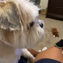 Her ears have shaved Her ears have shaved
