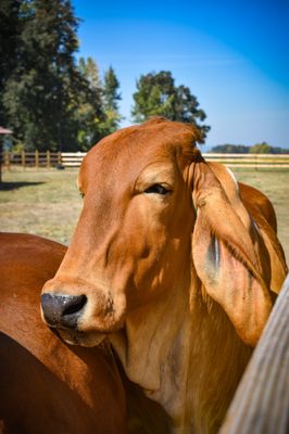 The Pumpkin Patch on Sauvie Island, Portland's original by null