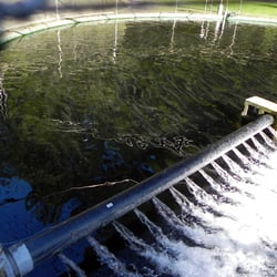 Whatcom Falls Trout Hatchery